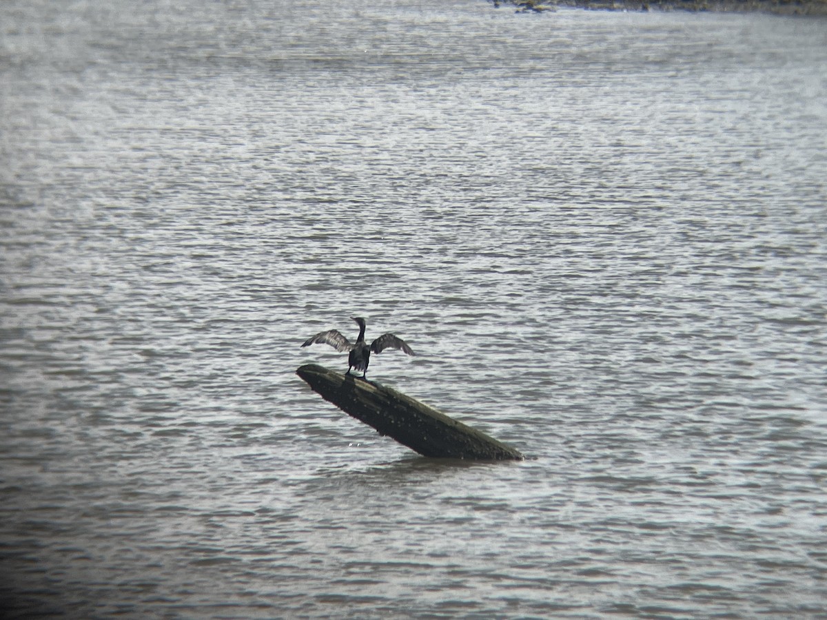 Double-crested Cormorant - ML623808110