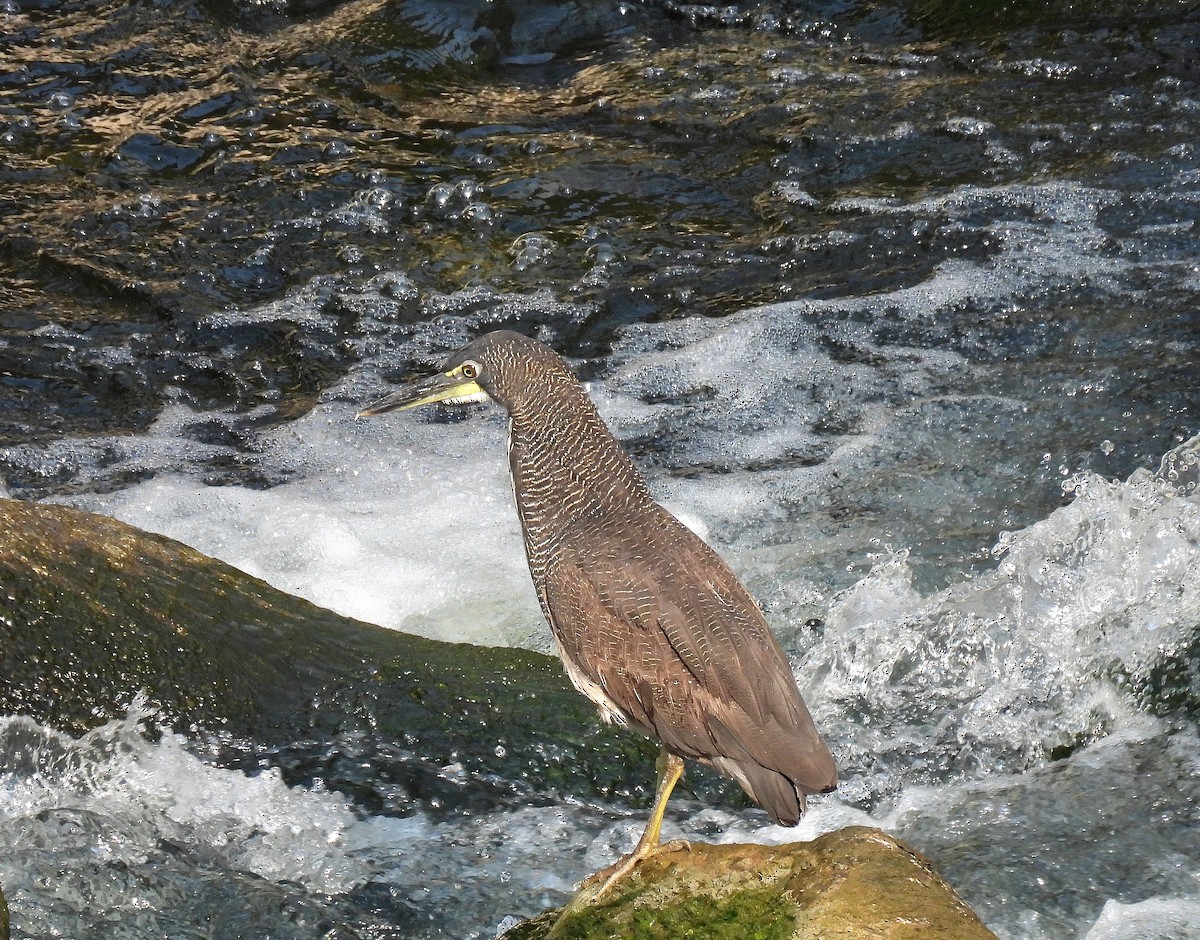 bukač proužkovaný - ML623808113