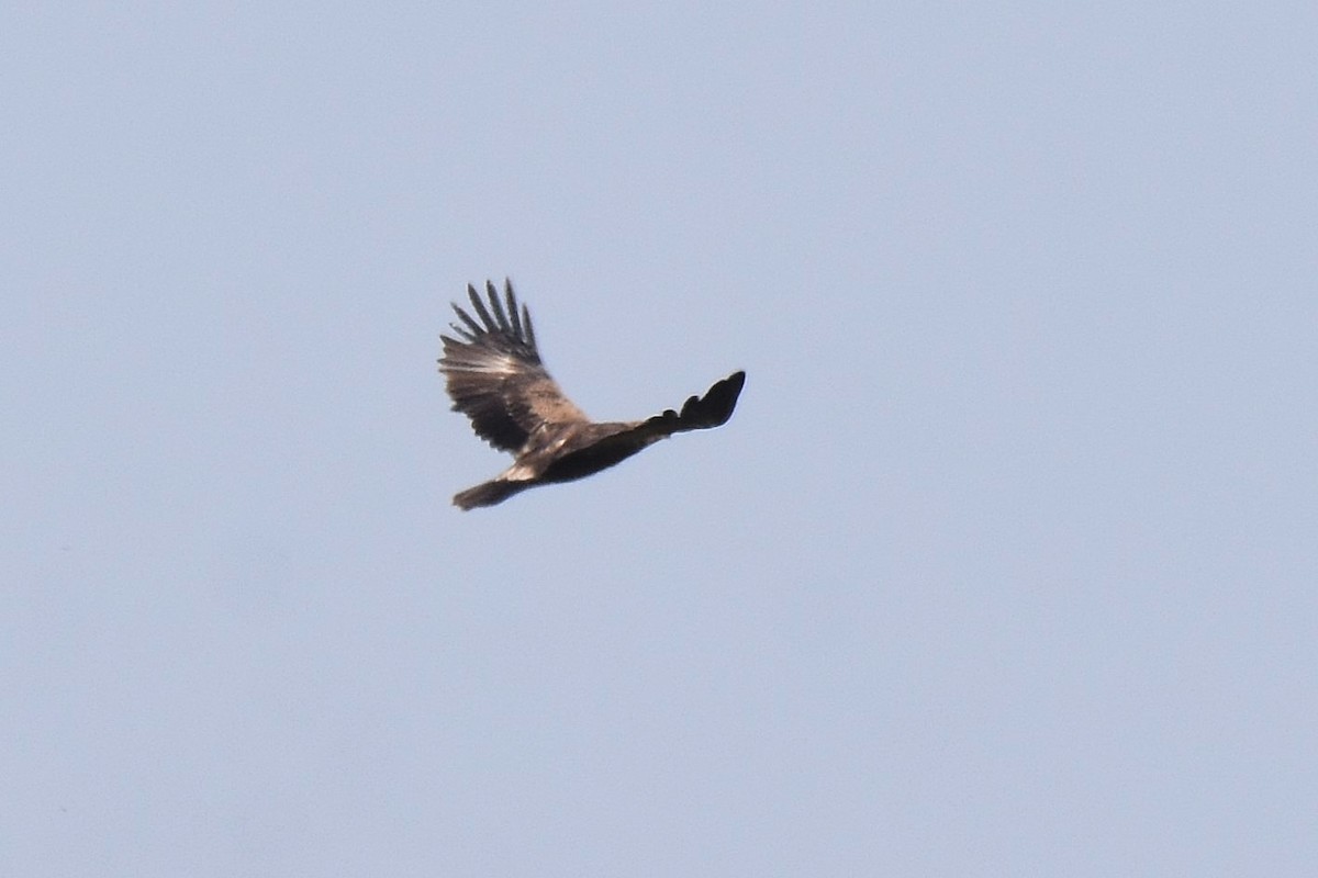 Lesser Spotted Eagle - ML623808117