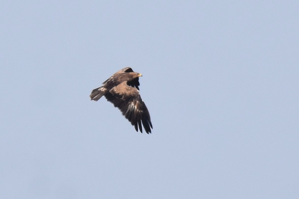 Lesser Spotted Eagle - Lukasz Pulawski