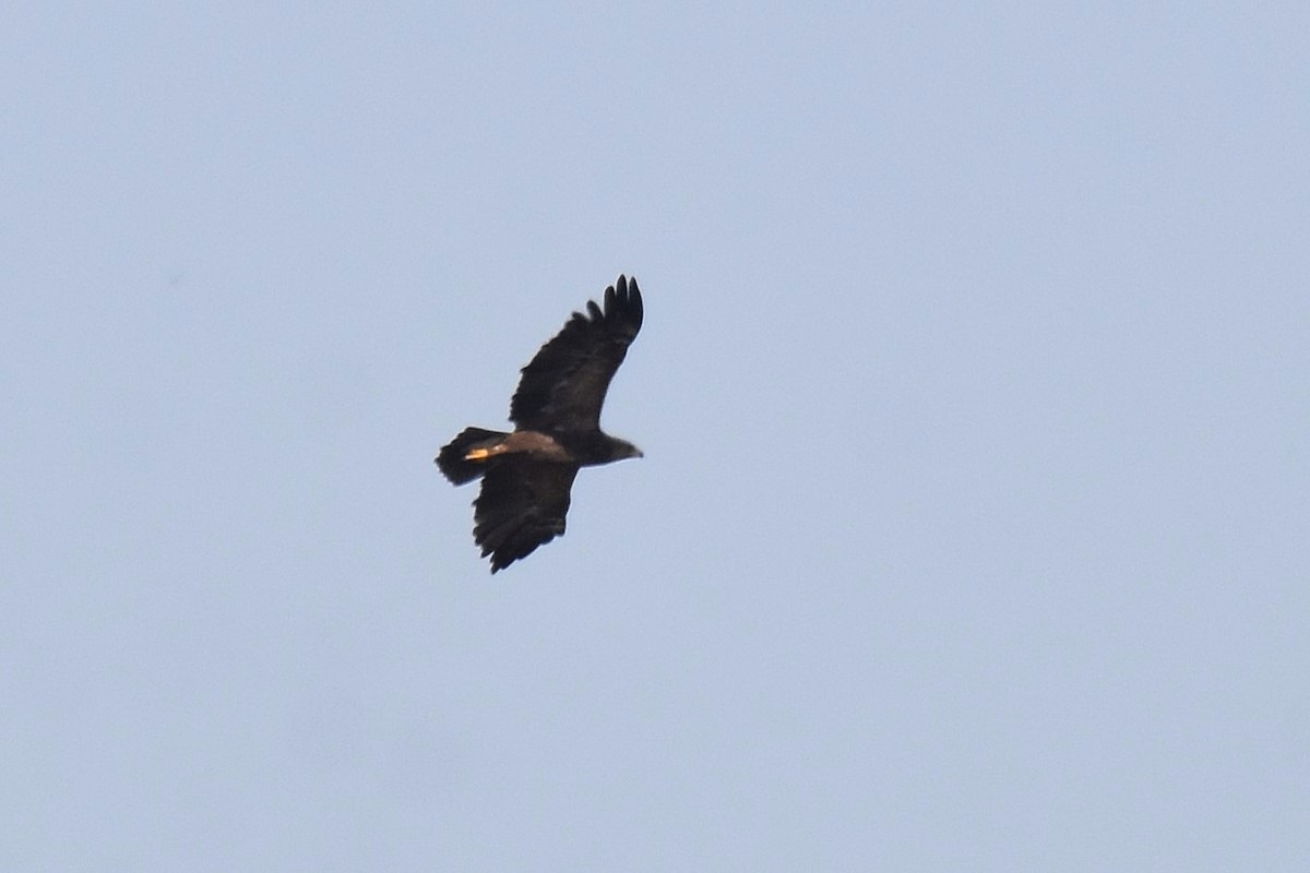 Lesser Spotted Eagle - ML623808119