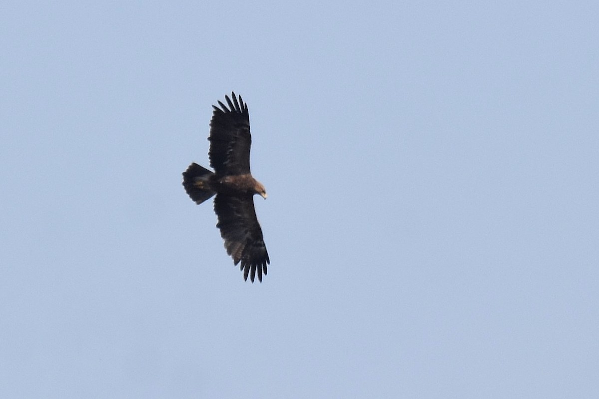 Lesser Spotted Eagle - Lukasz Pulawski