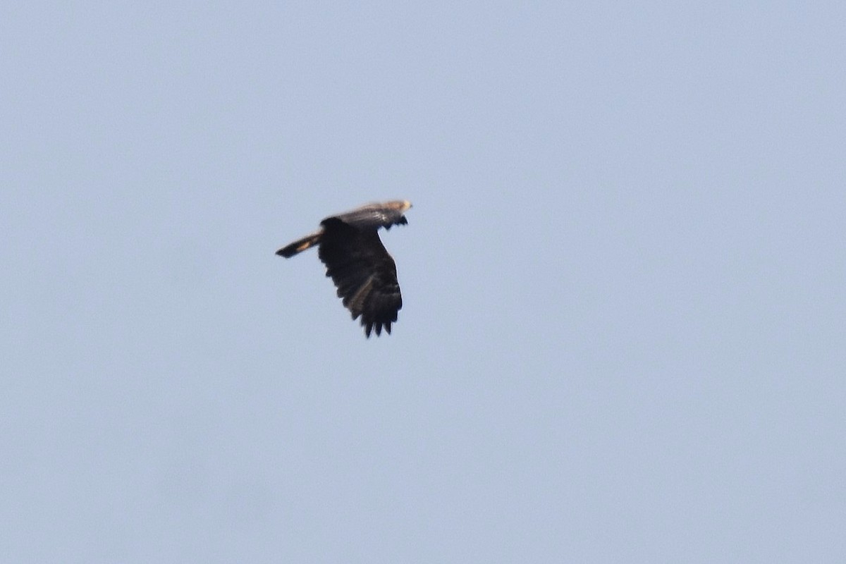 Lesser Spotted Eagle - ML623808121