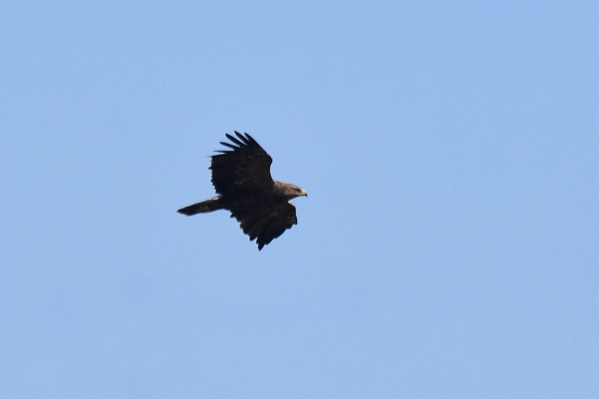 Lesser Spotted Eagle - ML623808122