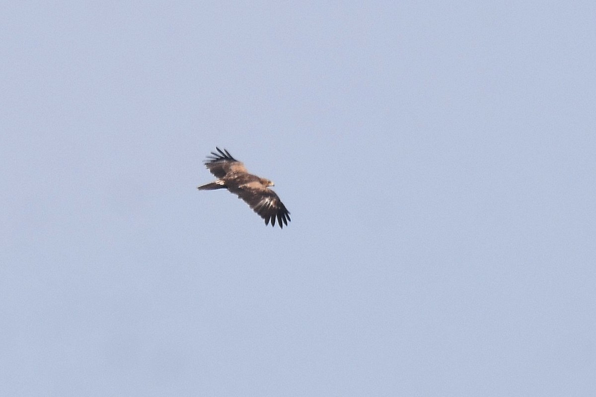 Lesser Spotted Eagle - ML623808123