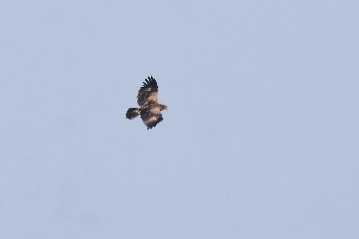 Lesser Spotted Eagle - ML623808124