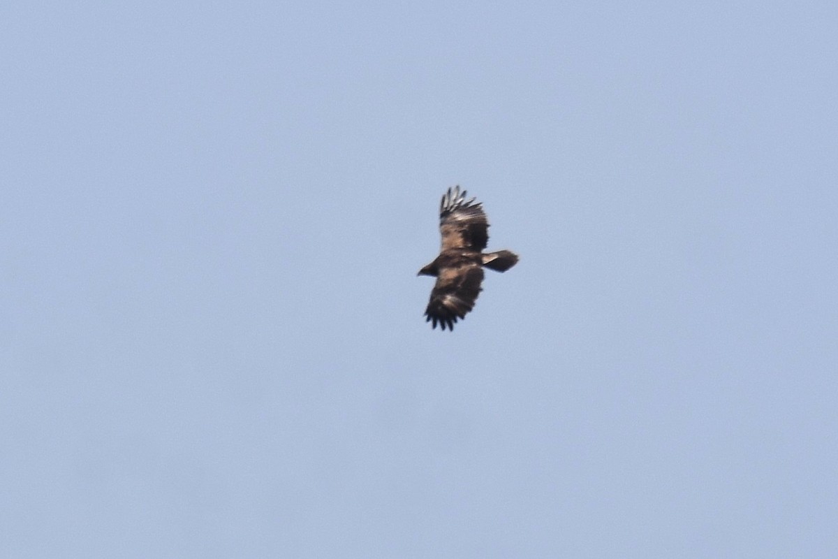 Lesser Spotted Eagle - ML623808125