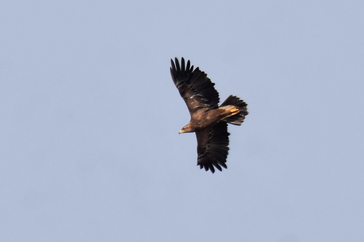 Lesser Spotted Eagle - ML623808126