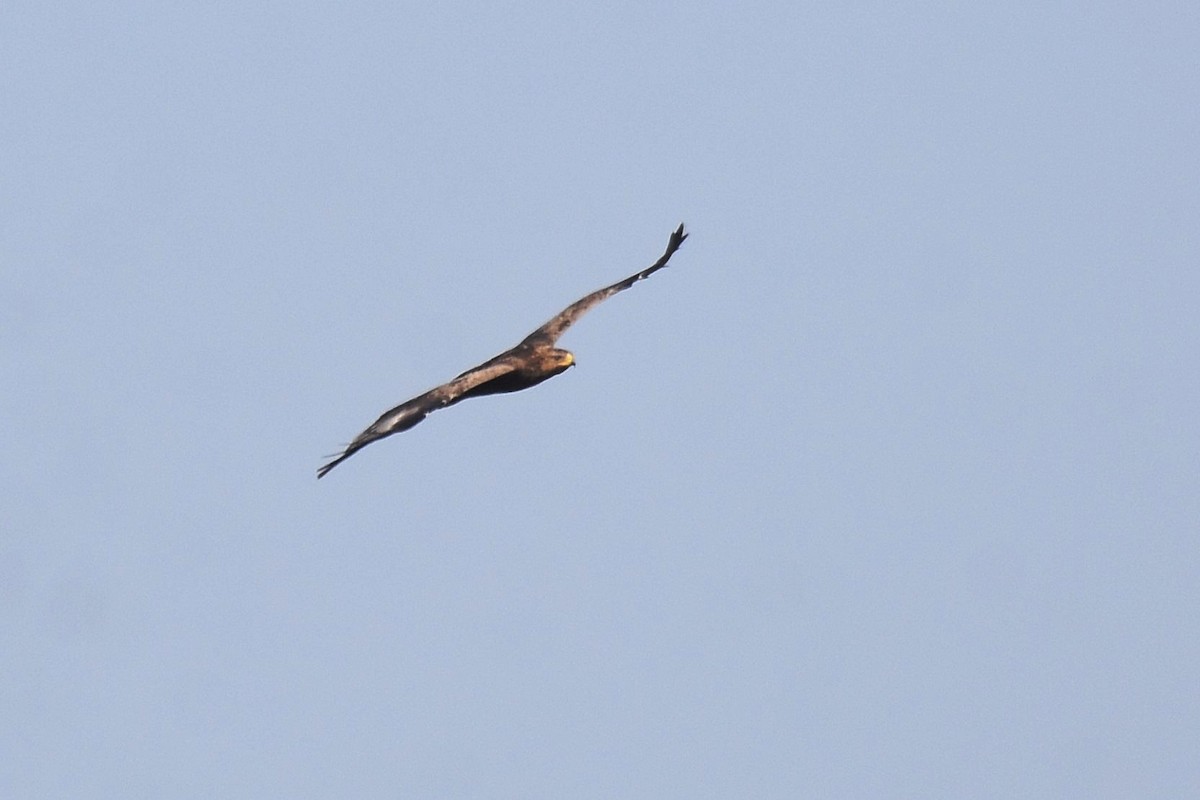 Lesser Spotted Eagle - ML623808131