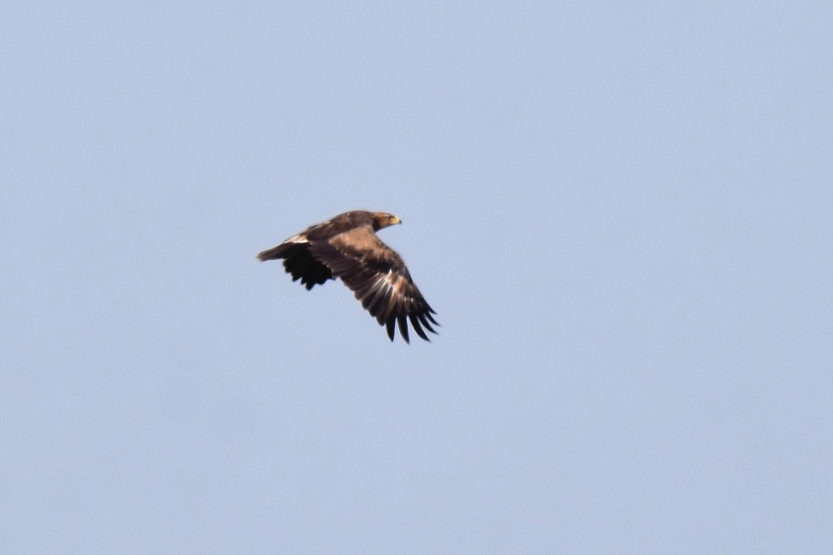 Lesser Spotted Eagle - ML623808132