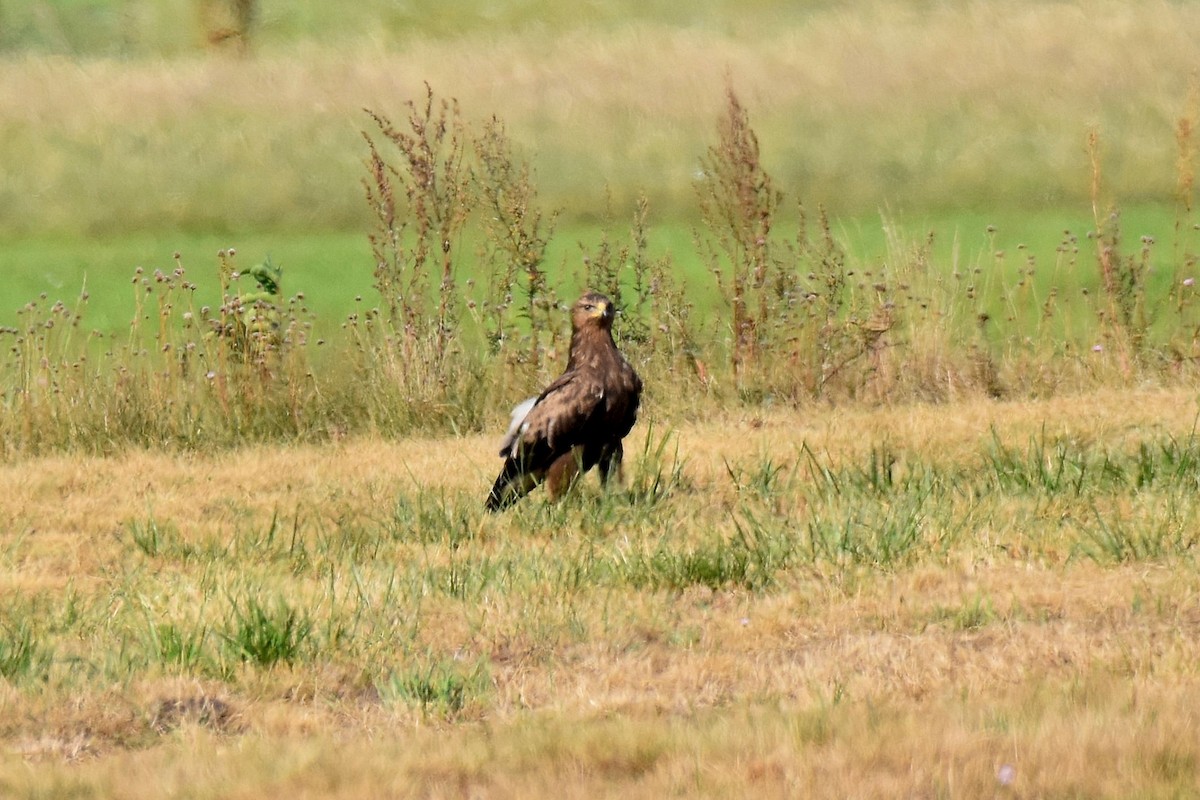 Lesser Spotted Eagle - ML623808133