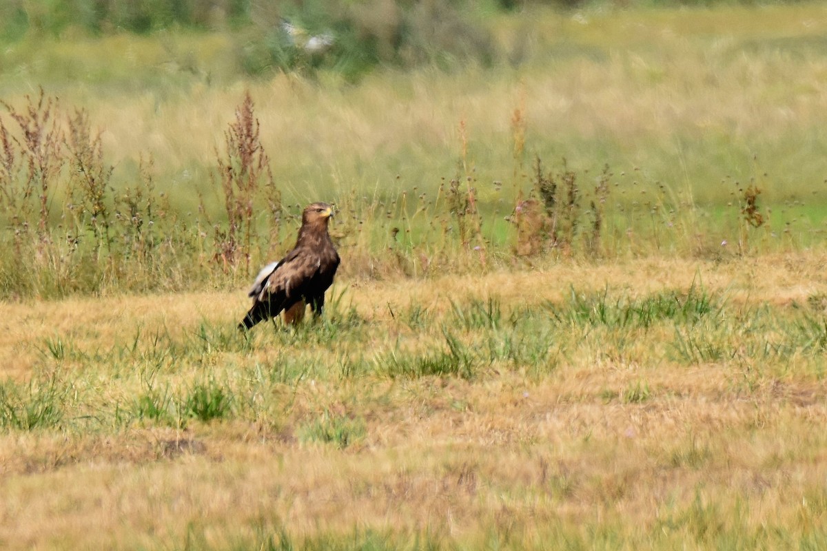 Lesser Spotted Eagle - ML623808135