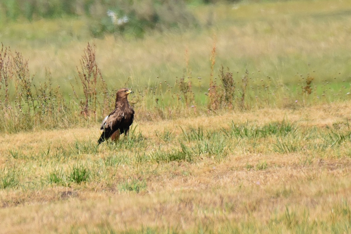 Lesser Spotted Eagle - Lukasz Pulawski