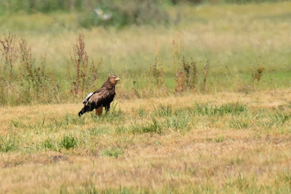 Lesser Spotted Eagle - ML623808137