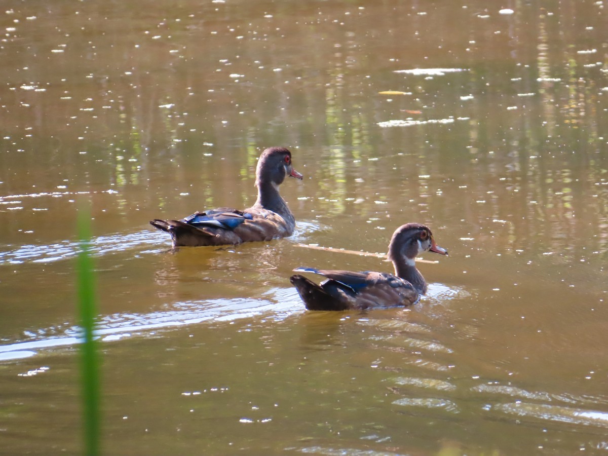 Wood Duck - Christine Cote