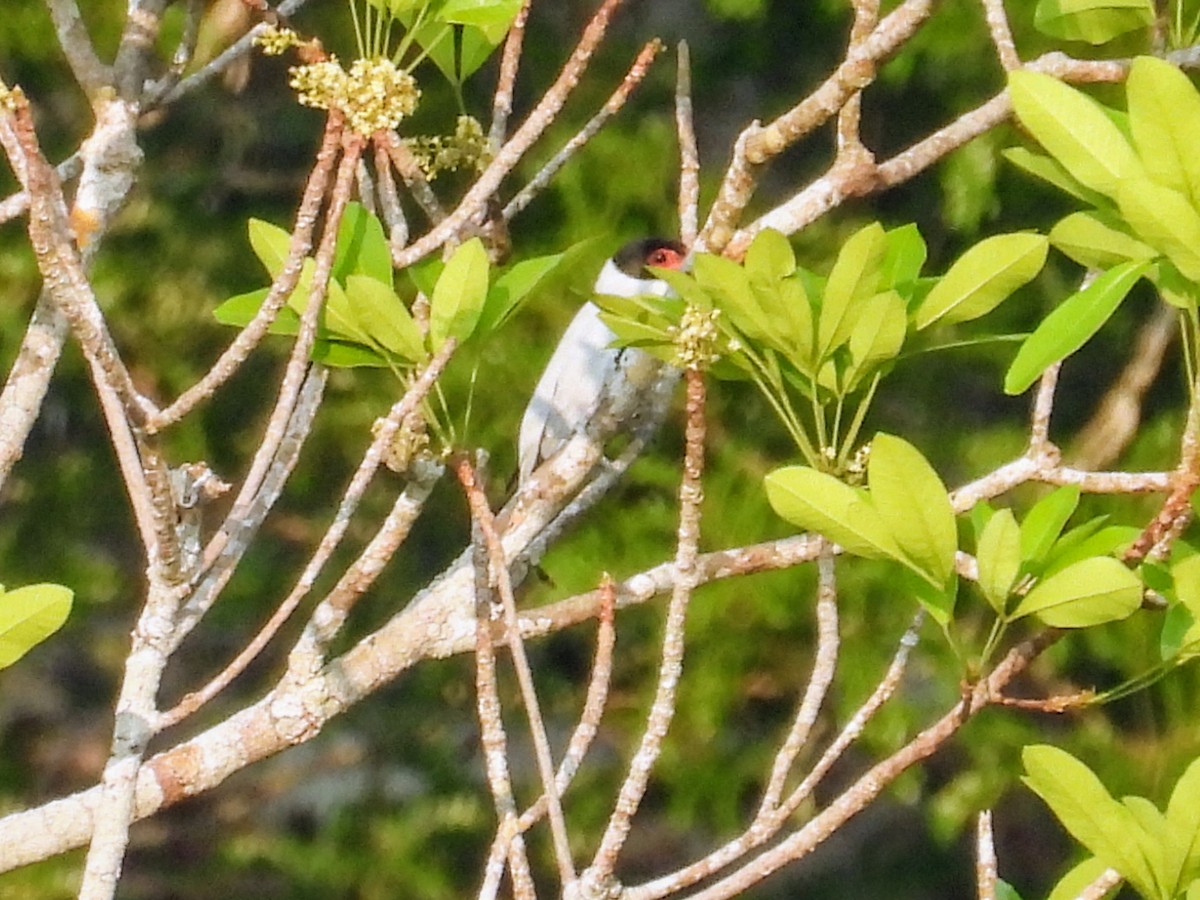 Black-tailed Tityra - ML623808141