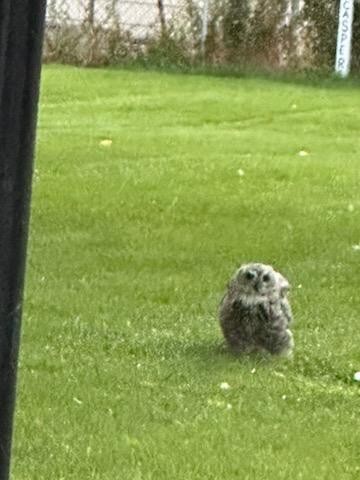 Great Horned Owl - ML623808143