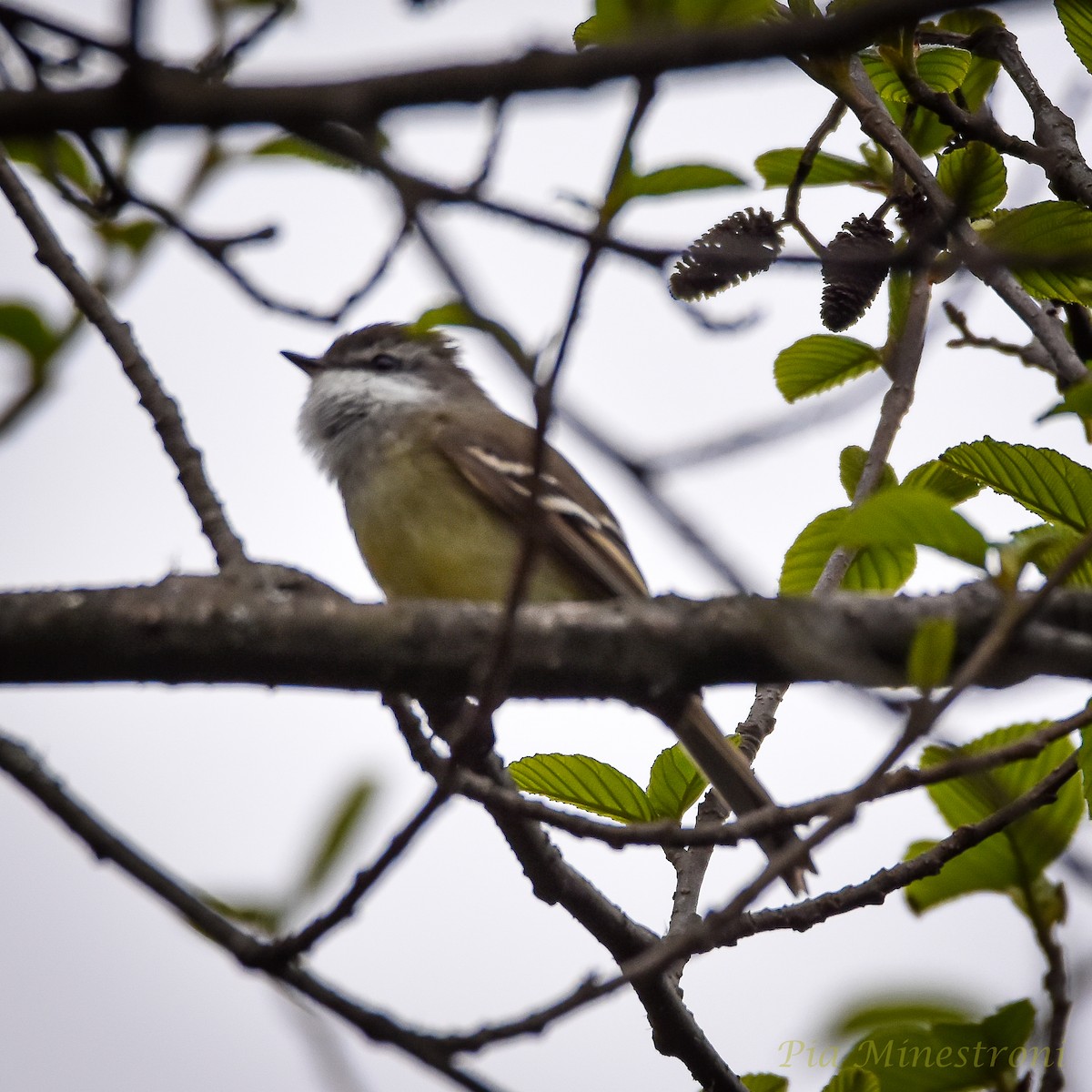 White-throated Tyrannulet - ML623808146