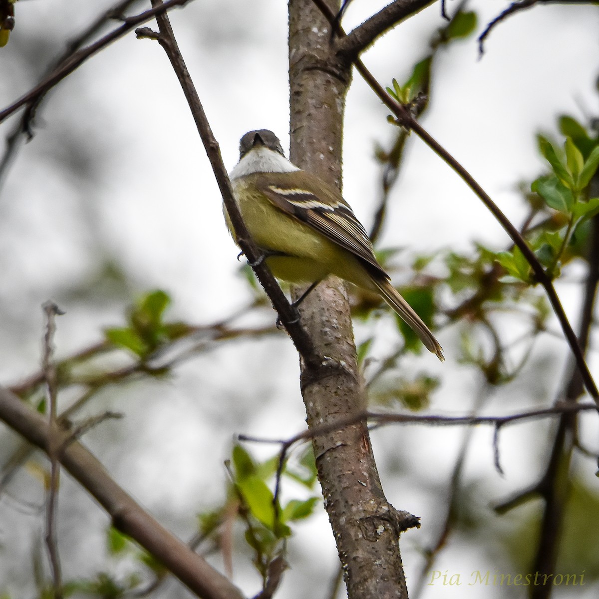 White-throated Tyrannulet - ML623808147