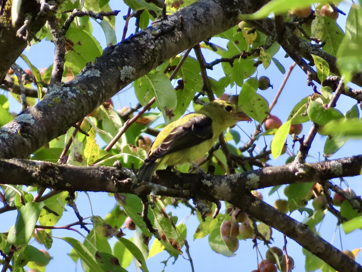 Scarlet Tanager - ML623808150