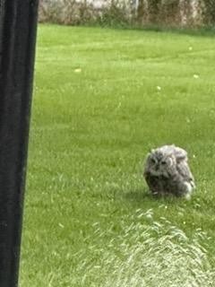 Great Horned Owl - ML623808159