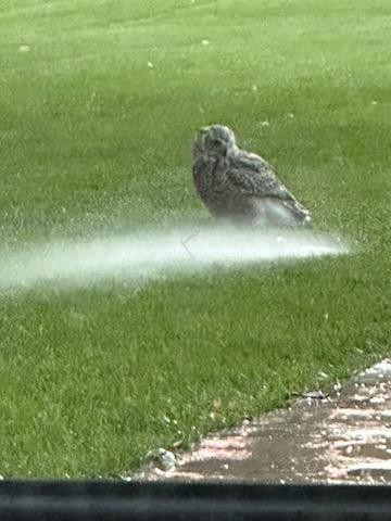 Great Horned Owl - ML623808165