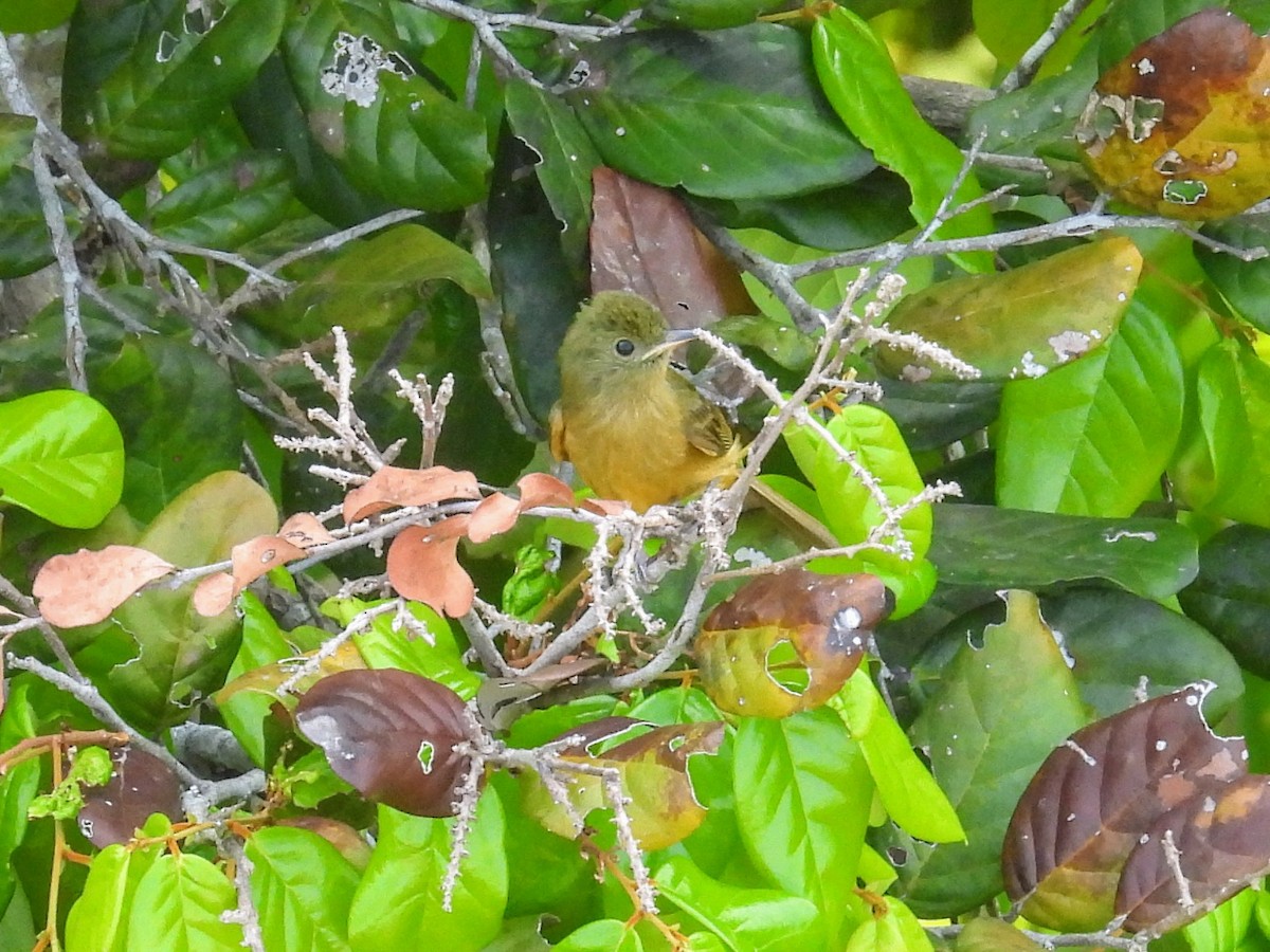 Ochre-bellied Flycatcher - ML623808173