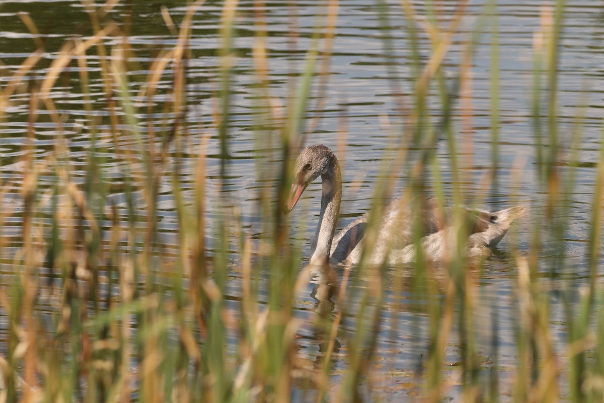 Trumpeter Swan - ML623808177