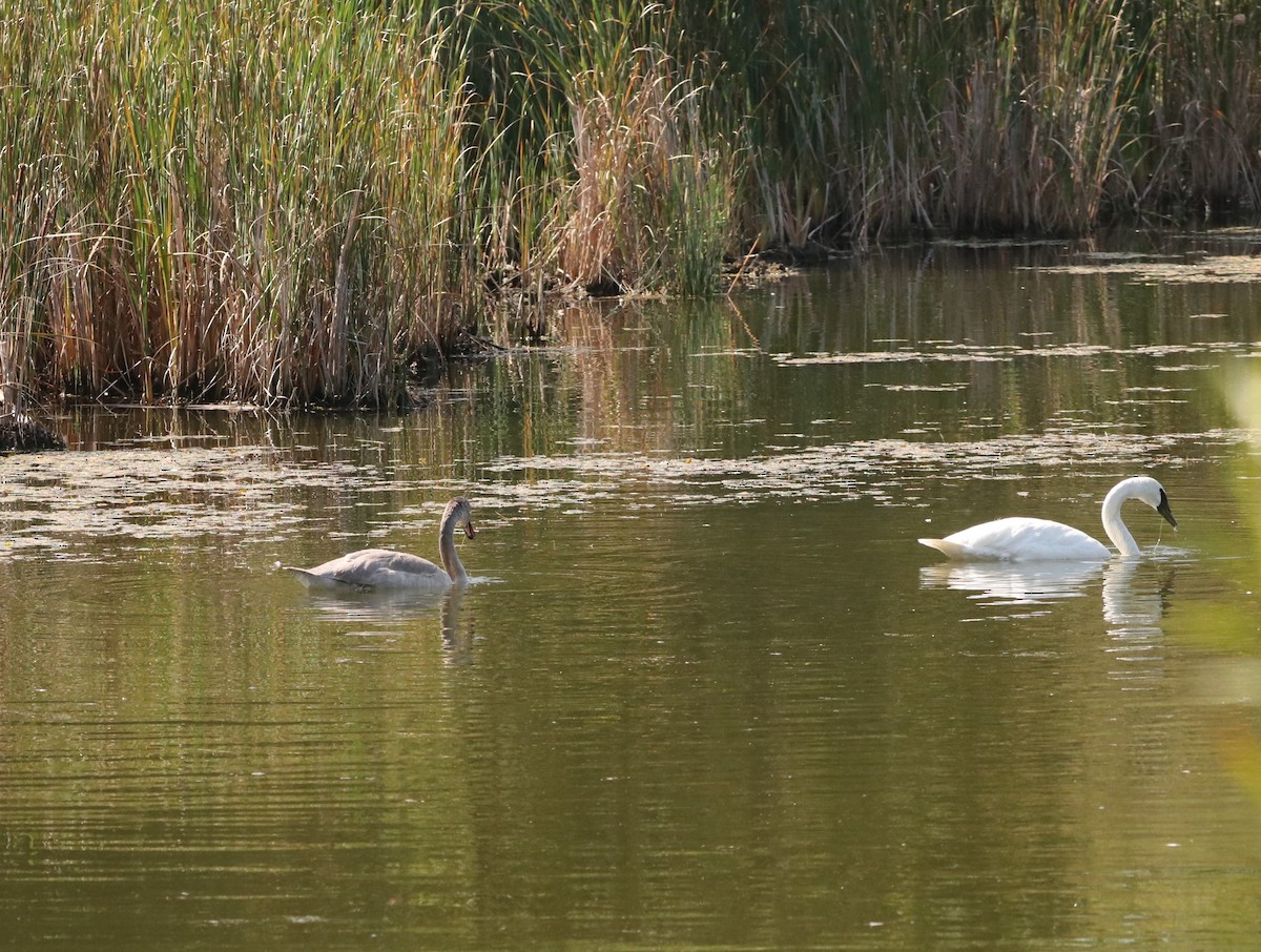 Trumpeter Swan - ML623808178