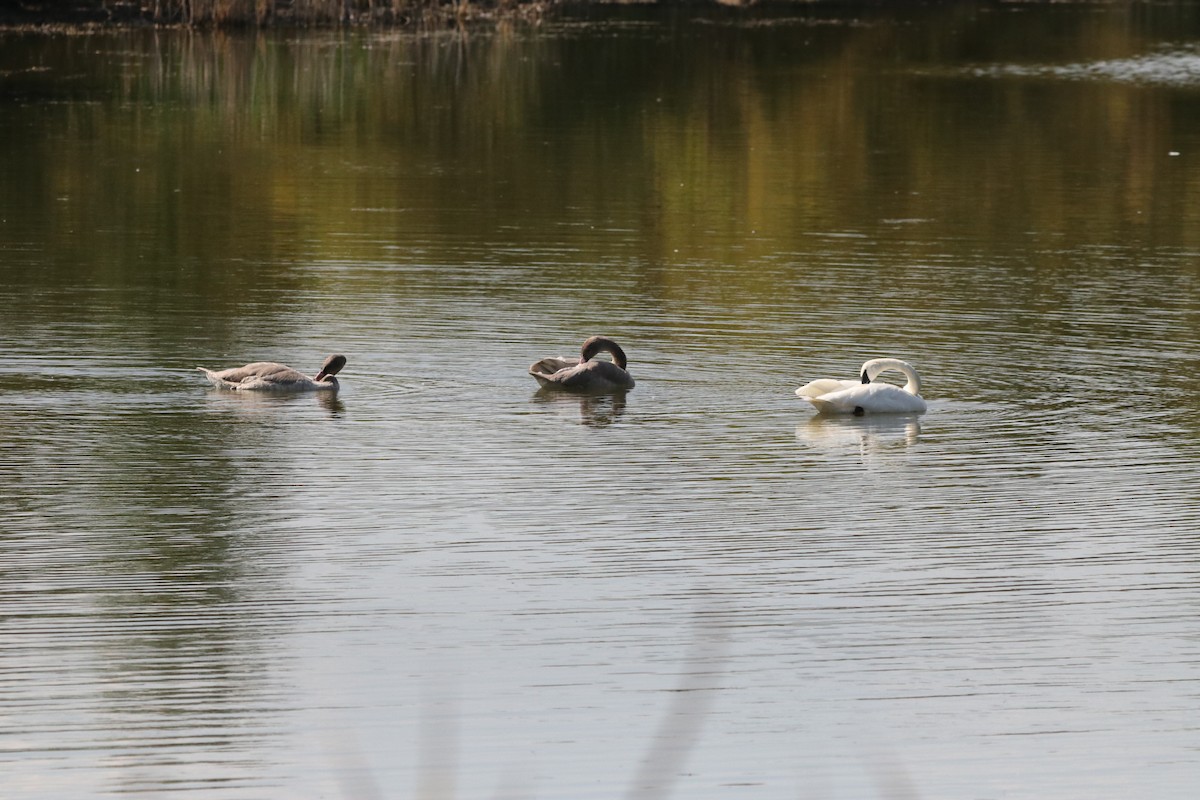 Trumpeter Swan - ML623808179