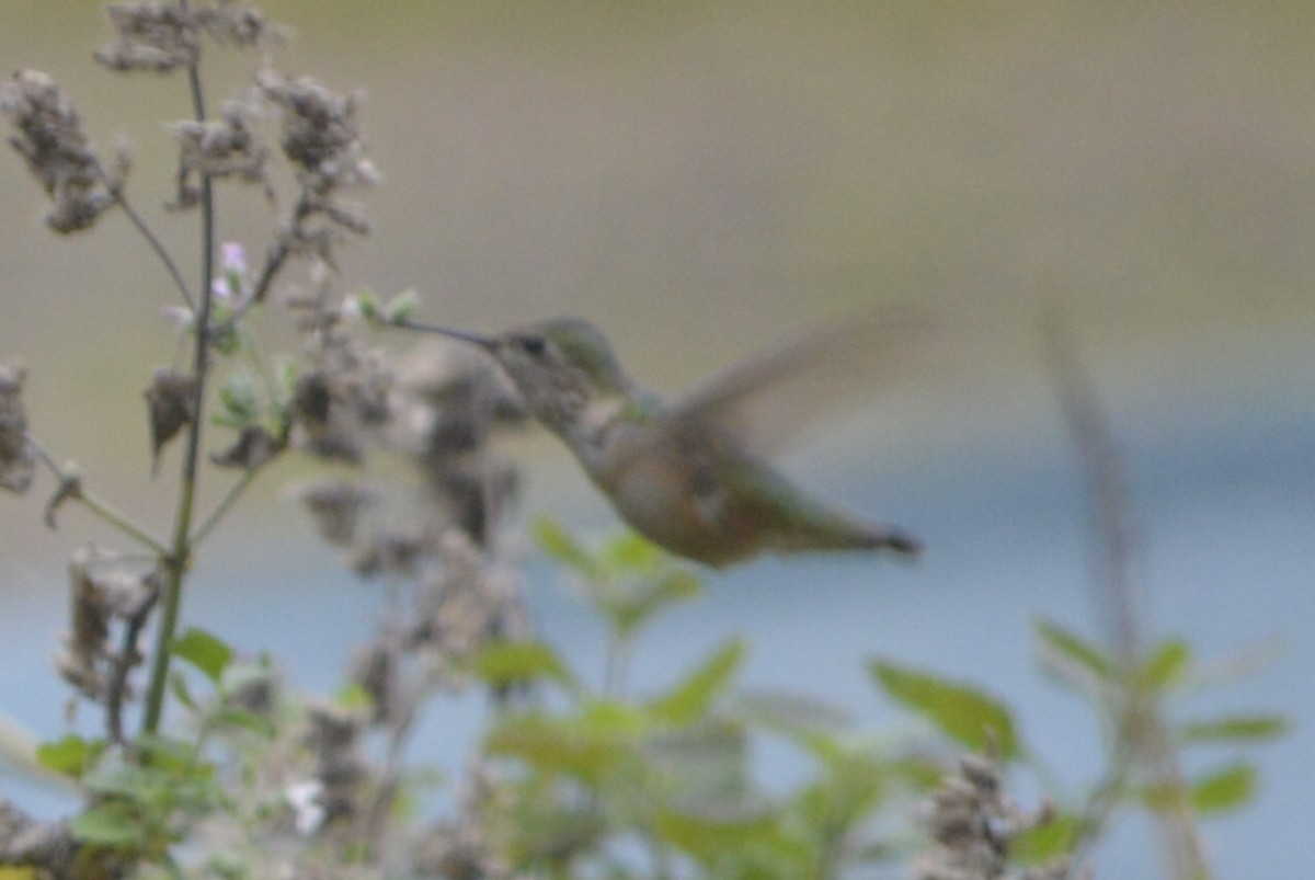 Calliope Hummingbird - ML623808211