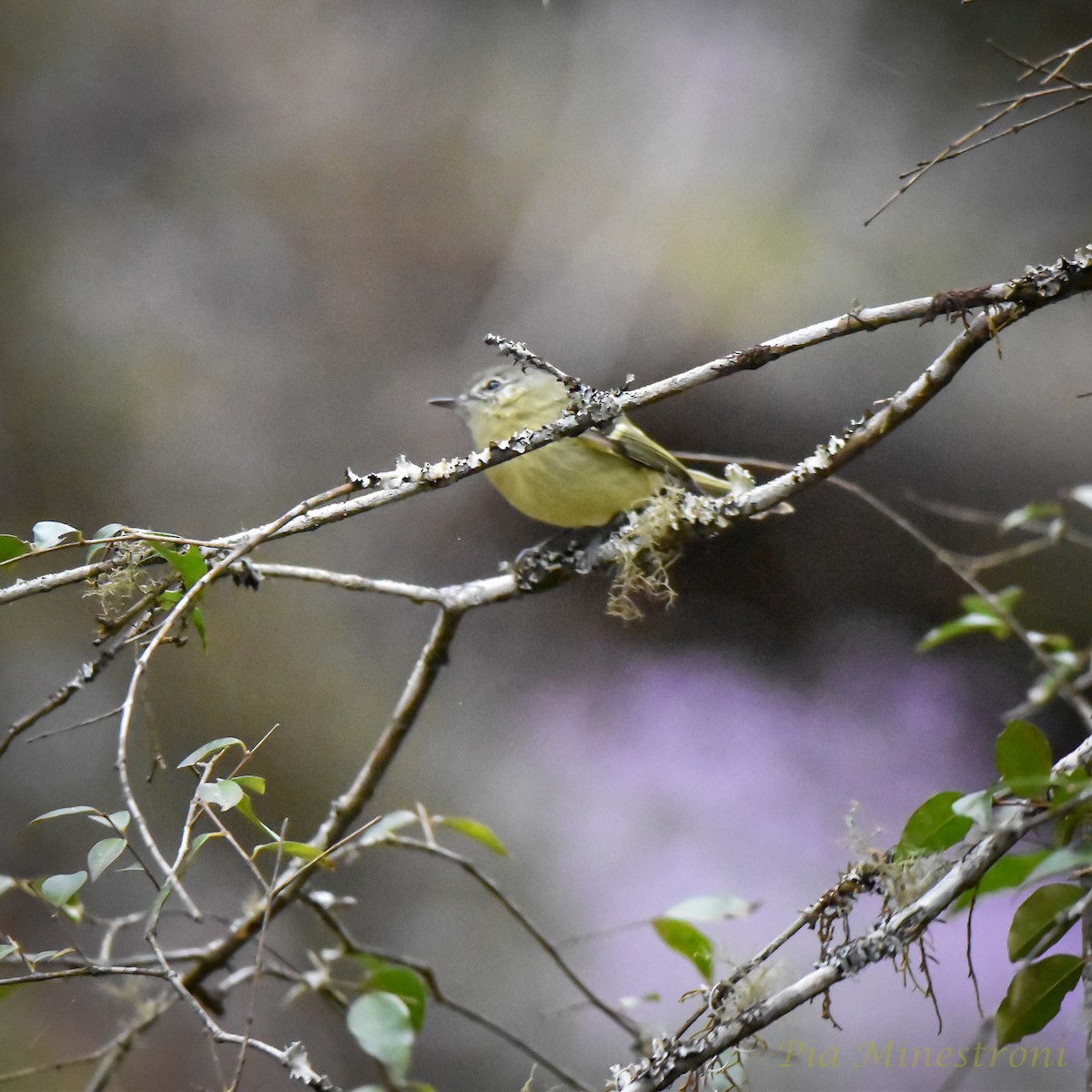 Mottle-cheeked Tyrannulet - ML623808213