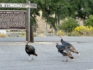 Wild Turkey - ML623808214