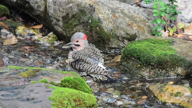 Northern Flicker - ML623808224