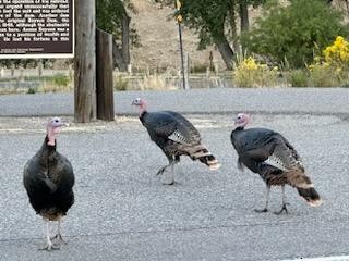 Wild Turkey - ML623808230