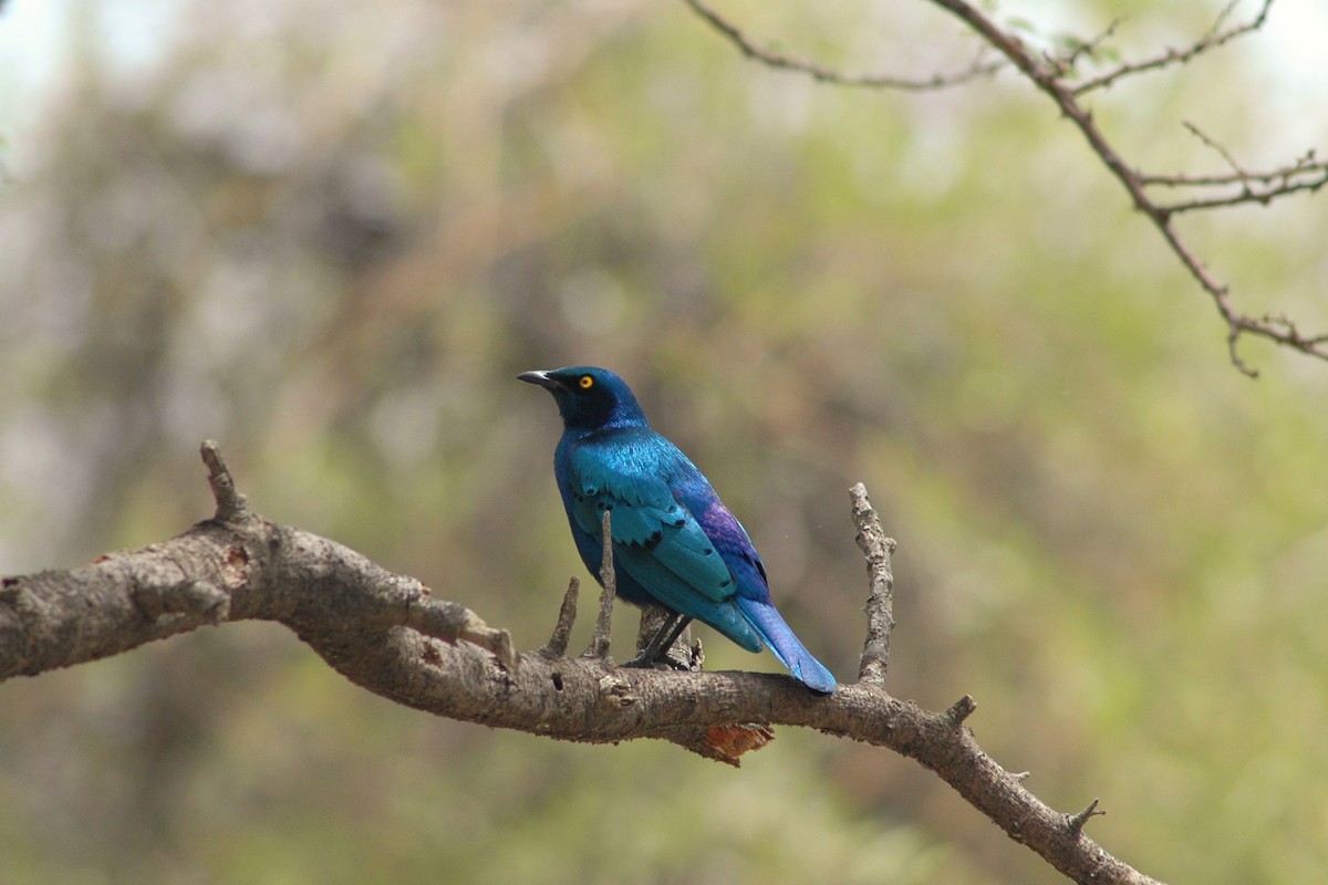 Lesser Blue-eared Starling - ML623808262