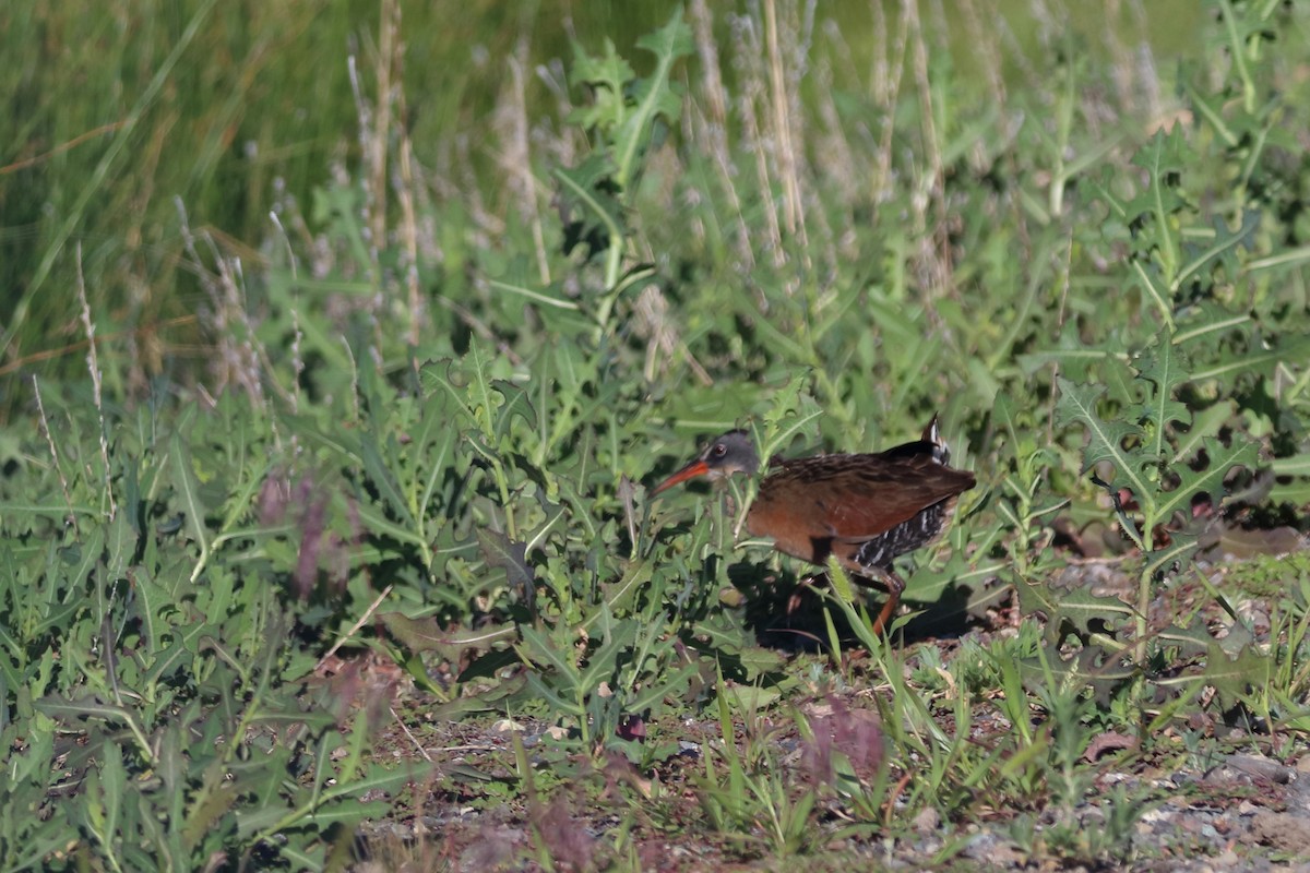 Virginia Rail - ML623808314