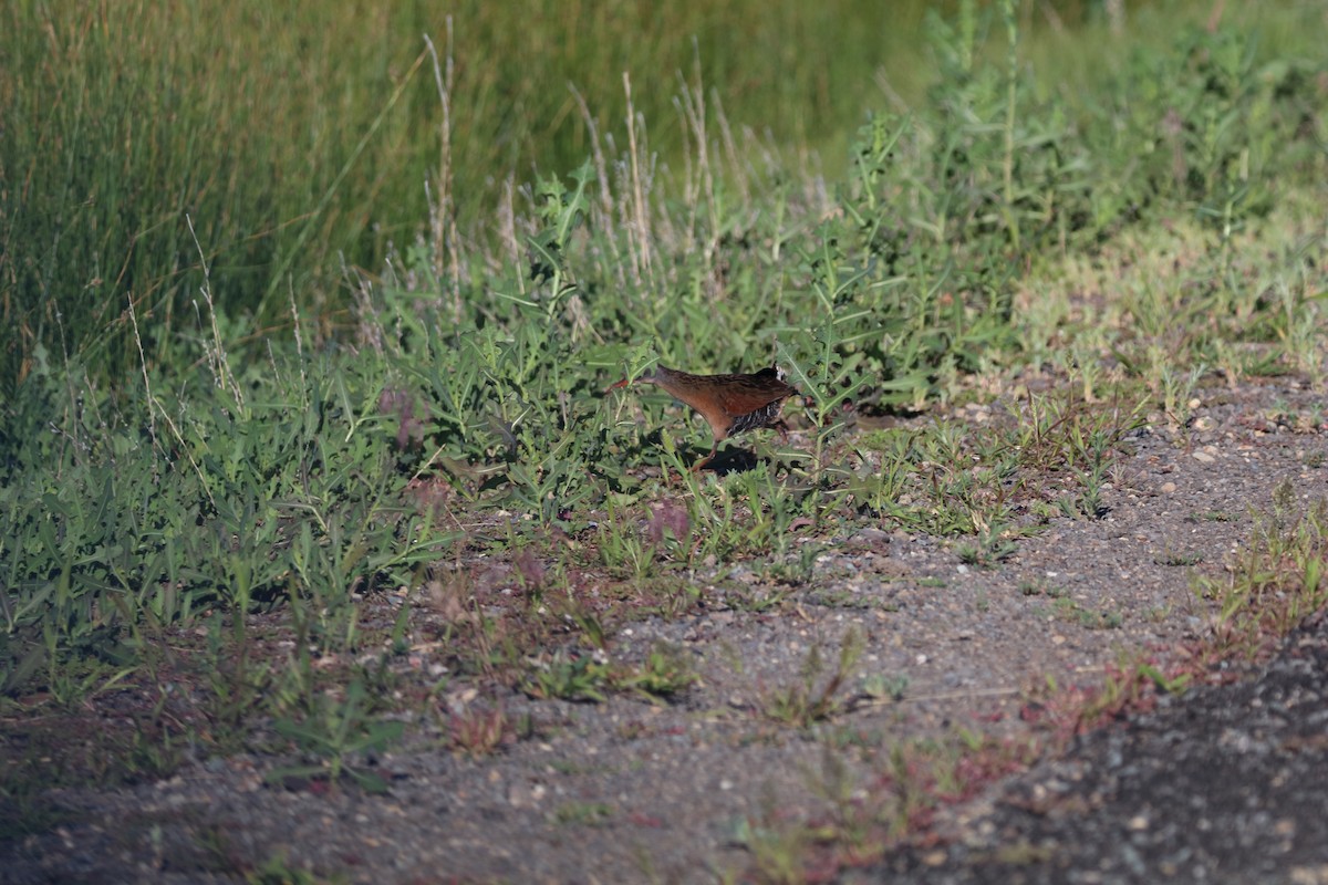 Virginia Rail - ML623808315