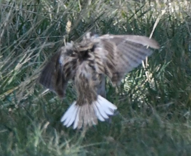 Western/Eastern Meadowlark - ML623808326