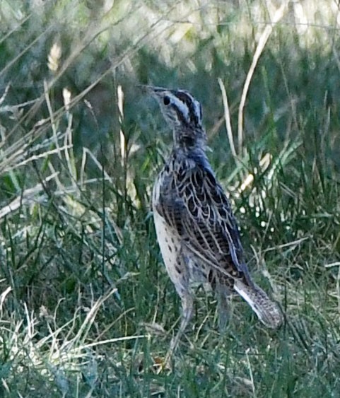 Western/Eastern Meadowlark - ML623808343