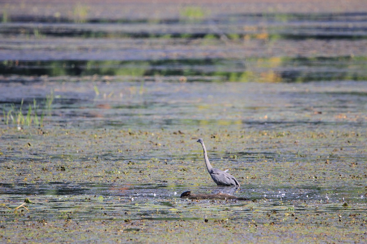 Great Blue Heron - ML623808347