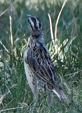 Western/Eastern Meadowlark - ML623808358