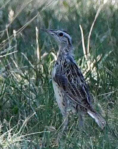 Western/Eastern Meadowlark - ML623808364