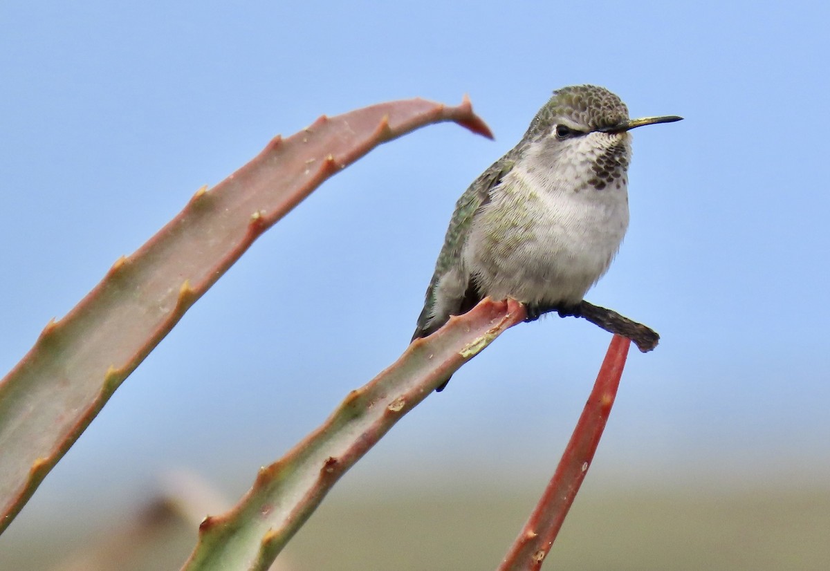 Anna's Hummingbird - ML623808386