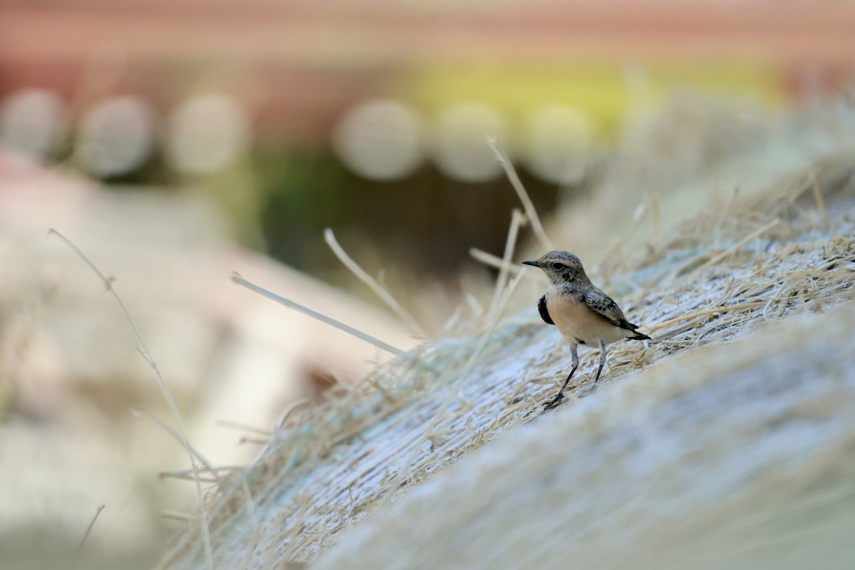 Pied Wheatear - ML623808391