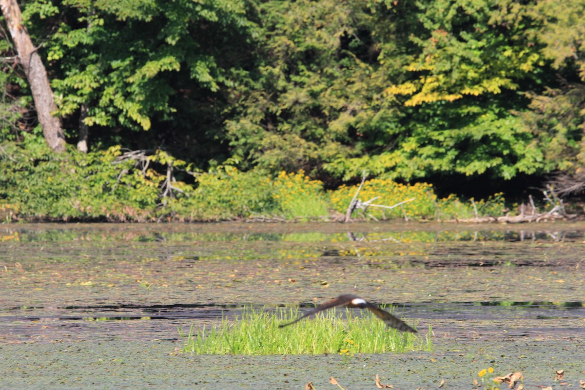 Northern Harrier - ML623808397