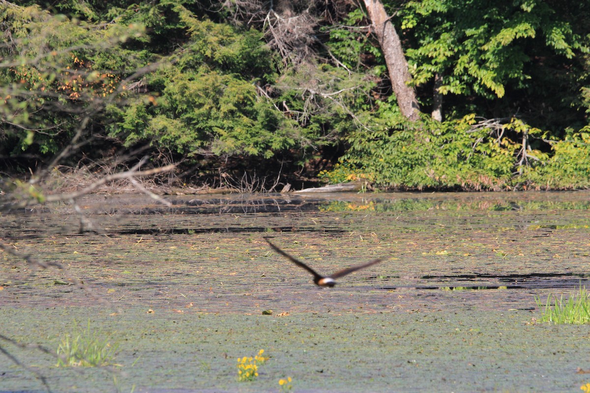 Northern Harrier - ML623808399