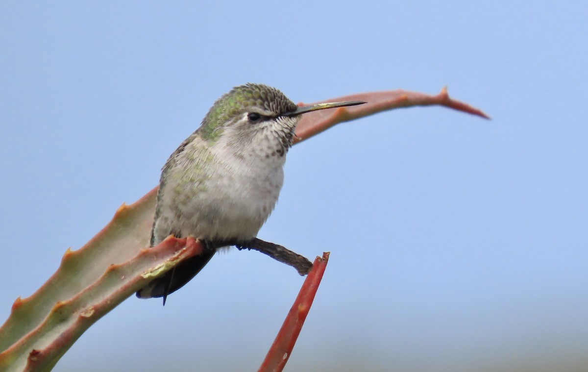 Anna's Hummingbird - ML623808413