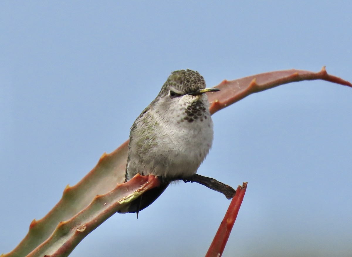 Anna's Hummingbird - ML623808418