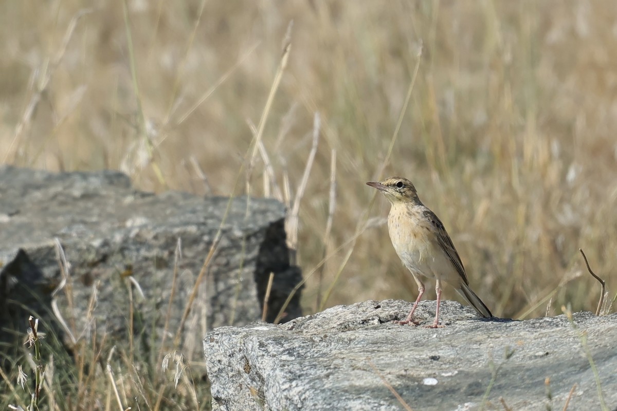 Tawny Pipit - Luca Finger